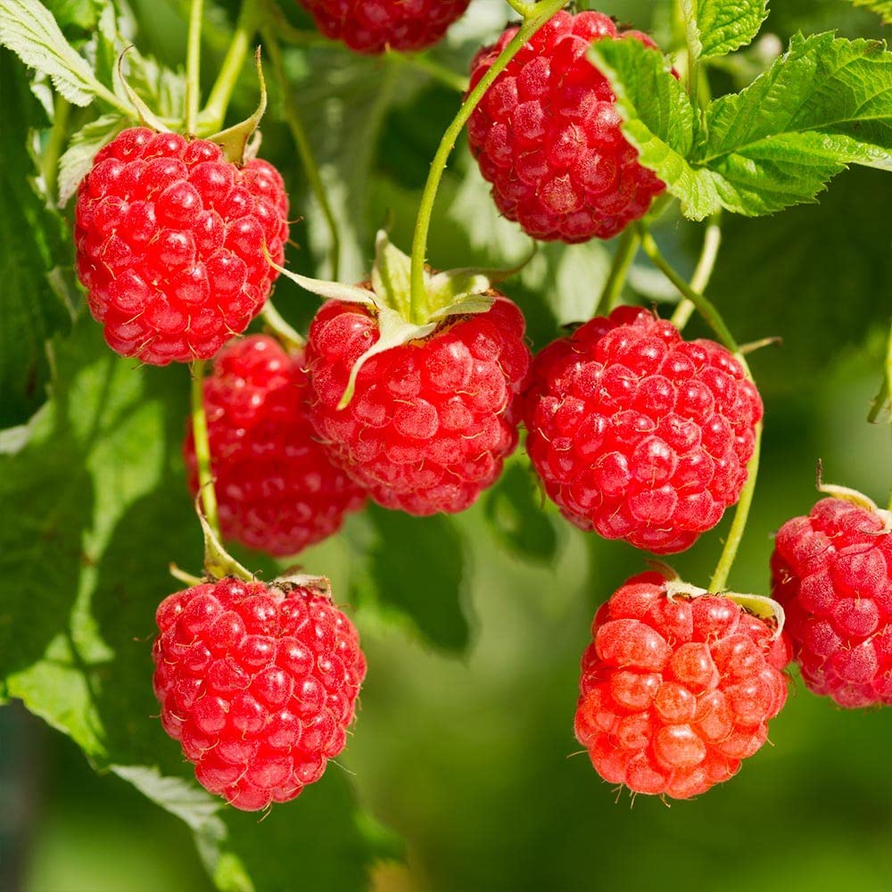 Delicious Red Raspberry 2000 Seeds – Made in USA – All Natural Grown – Ready for Planting