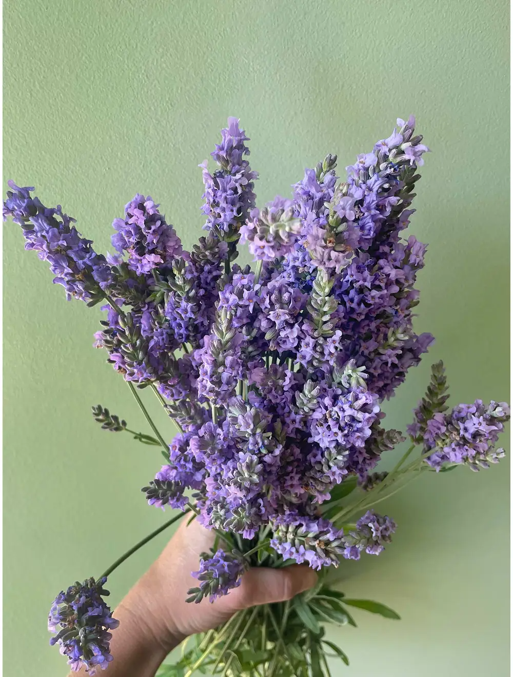 Lavender, Sensational!®