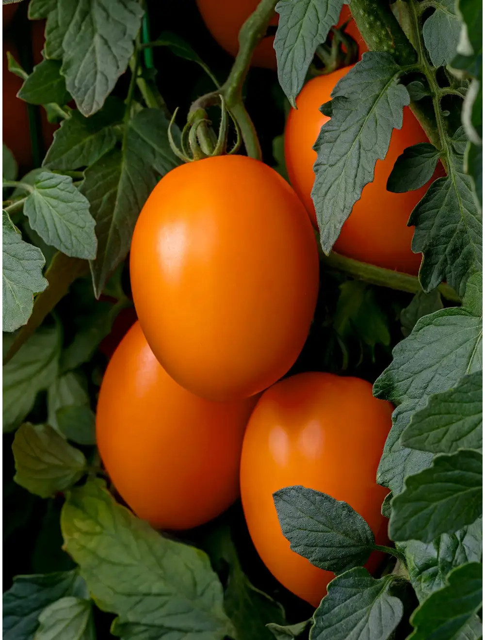 Tomato, Vivacious Hybrid