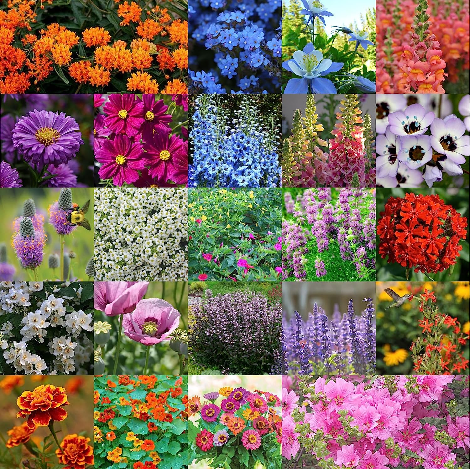 5000 Wildflower Seeds – Non GMO Heirloom Wildflower Seeds Perennial Bulk – Garden Plant – Wild Flower Seeds Perennial – Garden Gifts Wildflower Seed Mix – Wild Flower Seeds for Planting Outdoors